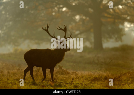 Red deer (Cervus elephas) stag and hinds in autumn at Richmond Park in Surrey. November.