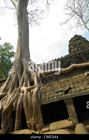 Vertical close up of the roots of a Spung tree growing through the ruins of Ta Prohm or the Tomb Raider temple at Angkor Thom. Stock Photo