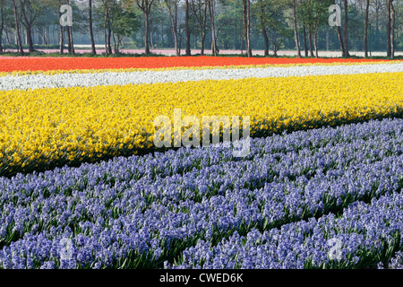 Tulips, daffodils and hyacinths in the fields of the Bollenstreek, South Holland, The Netherlands. Stock Photo