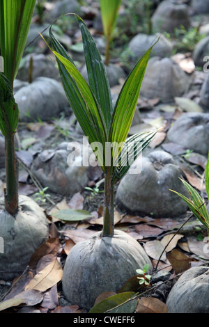 Coconut seeding in the farmland Stock Photo