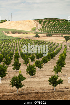 Young orange trees planted in rows Stock Photo