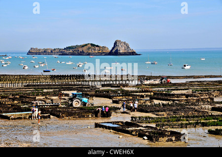 Tourists visiting oyster beds at low tide, Cancale, Ile et Vilaine, Brittany, France Stock Photo