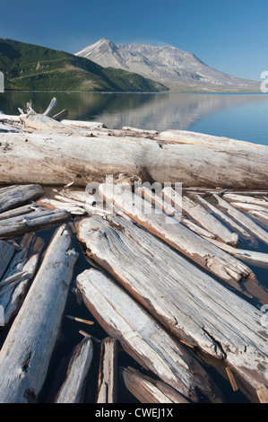 Mt. St. Helens, Spirit Lake, Logs from trees blown down by 1980 eruption still float on lake. Washington State Stock Photo