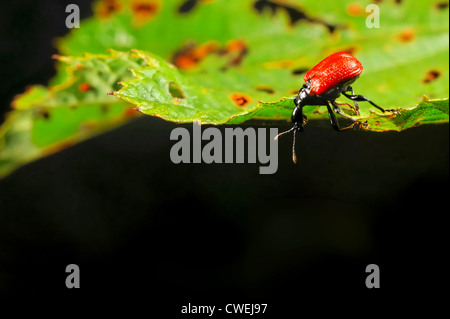 Hazel leaf-roller weevil (Apoderus coryli) Stock Photo