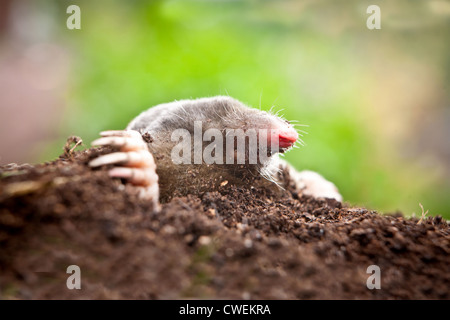 Close up of a european mole (Talpa europaea) emerging from a mole hill in a garden Stock Photo