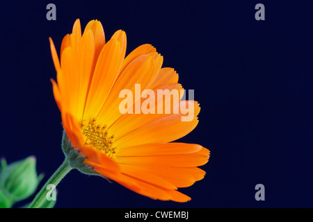 Calendula officinalis. Pot Marigold Stock Photo