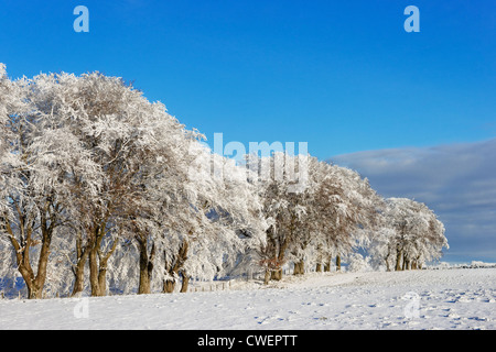 Trees on skyline covered in snow and hoar frost. Near Balfron, Stirling, Scotland, UK