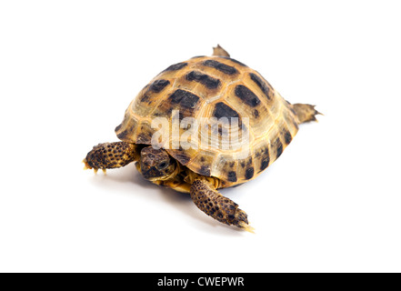 Asian or Russian tortoise on white background Stock Photo