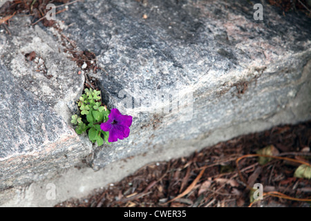 Lone petunia growing in a crack in a stone staircase Stock Photo