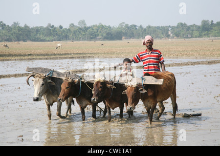 Farmers plowing agricultural field in traditional way where a plow is attached to bulls on January 19, 2009 in Gosaba, India. Stock Photo