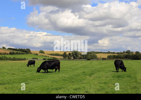 Black cows in field near Swinbrook Oxfordshire England UK Stock Photo