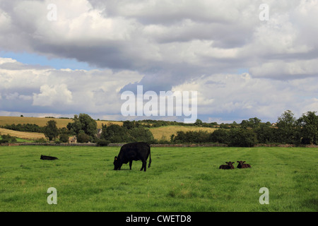 Black cows in field near Swinbrook Oxfordshire England UK Stock Photo