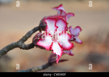 Impala lily, a flower of Southern Africa Stock Photo