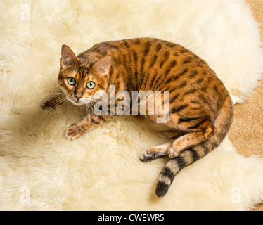Orange and brown bengal kitten cat playing on a wool rug Stock Photo