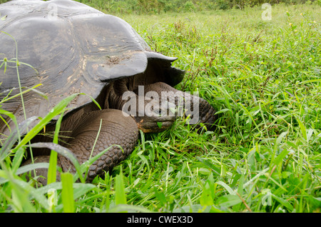 Ecuador, Galapagos. Santa Cruz highlands, wild Galapagos dome-shaped tortoise (endemic sub-species: Geochelone nigrita) Stock Photo
