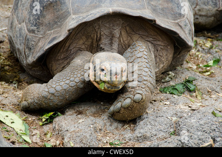 Ecuador, Galapagos, Santa Cruz. Charles Darwin Research Center. Giant Galapagos tortoise. Stock Photo