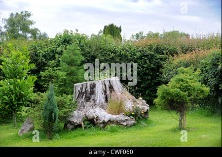 A tree stump in a garden England UK Stock Photo