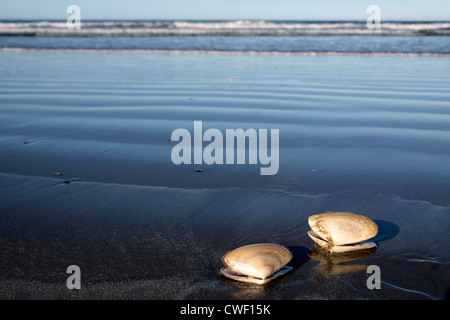 Two sea shells at the beach, Sumner Beach near Christchurch, Canterbury, South Island, New Zealand Stock Photo