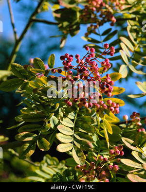 Berries of Sorbus hupehensis variety Pink Pagoda Stock Photo