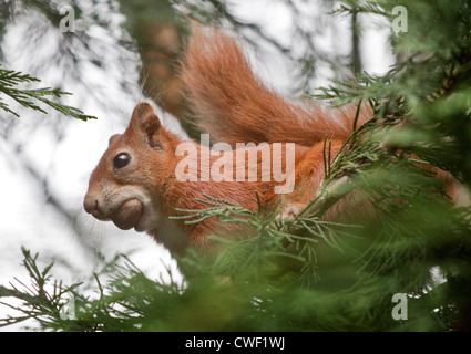 Red Squirrel (sciurus vulgaris) with acorn in mouth, UK Stock Photo