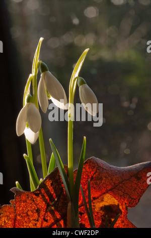 Snowdrops (Galanthus nivalis). Flower heads and leaves, growing through dead leaf from woodland floor. February. Norfolk. Stock Photo