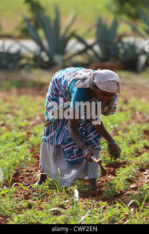 Woman working in a field Andhra Pradesh South India Stock Photo - Alamy