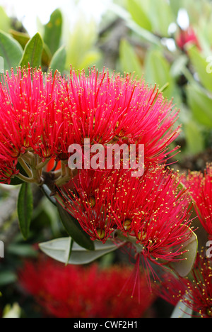 Flowers of the Pohutukawa (Metrosideros excelsa) a native tree of New Zealand Stock Photo