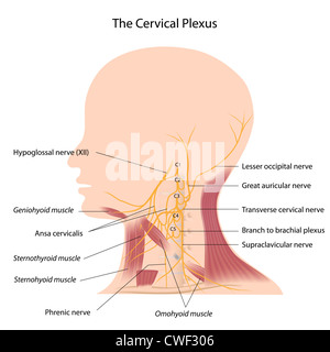 The cervical plexus Stock Photo
