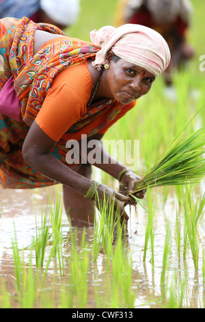 Indian woman working in the fields Stock Photo - Alamy