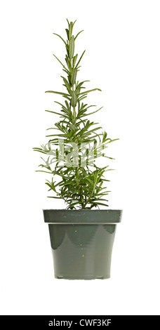 Small, upright plant of the herb rosemary (Rosmarinus officinalis) in a green plastic pot Stock Photo