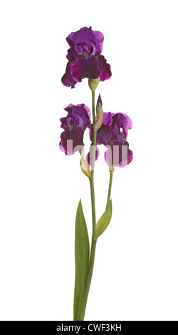Stem of three dark purple flowers and one bud of bearded iris (Iris germanica) isolated against a white background Stock Photo