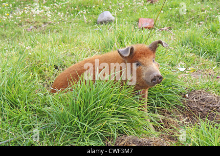 A red domestic pig (Sus scrofa domesticus) sits in a field by the side of a road near Quito in the highlands of Ecuador Stock Photo