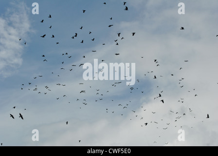Flock of crows. Flying black birds in sky monochrome flutter raven ...