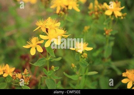 St John's wort (Hypericum perforatum). Location: Nizke Tatry, Slovakia. Stock Photo