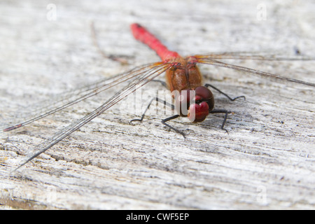 Dragonfly, Ruddy Darter (Sympetrum sanguineum), Essex, UK, summer. Stock Photo