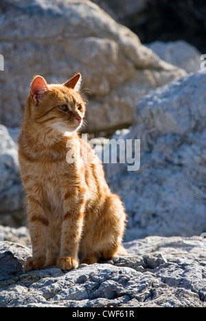 Red Domestic Cat Sitting on Rocks Stock Photo