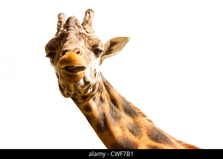 A close up of the upper neck and head of a giraffe Stock Photo