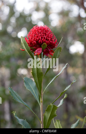 Waratah flower, Telopea speciosissima, Australia Stock Photo