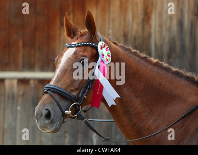 A prize-winning horse at a show, showing its  rosette Stock Photo