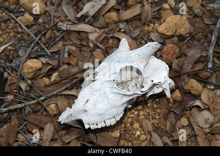 Dead sheep head lying on blood sacrificed for Eid Al-Adha 