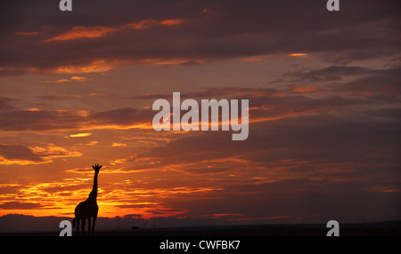 Masai Giraffe (Giraffa camelopardalis tippelskirchi) silhouette in Masai Mara National Park, Kenya Stock Photo