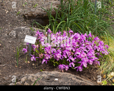 Hardy Chinese Orchid Pleione limprichtii is endemic to China, but photographed here in the botanical garden in Oslo Stock Photo