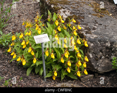 Cypripedium pubescens Large yellow lady's slipper in the botanical garden in Oslo Norway