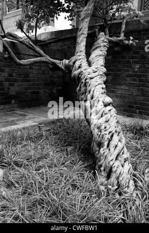 Temple of Heaven Tree Stock Photo