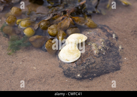 Cockle shells and bladderwrack in a rockpool on the beach. Stock Photo