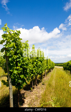 Vineyards in the Bordeaux region in Southern France Stock Photo