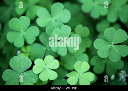 Three leaf clovers for backgrounds Stock Photo