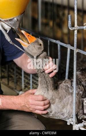 Farmer force feeding a goose, Domme, Dordogne, Aquitaine, France Stock Photo