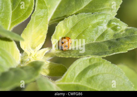 cute little ladybug on green leaves outdoors Stock Photo
