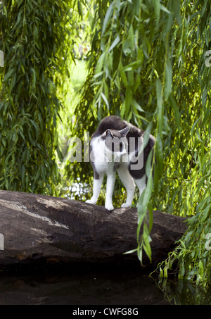 scared aggressive cat outdoors Stock Photo